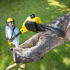 Best Tree and Shrub Care  in Bay Point, CA